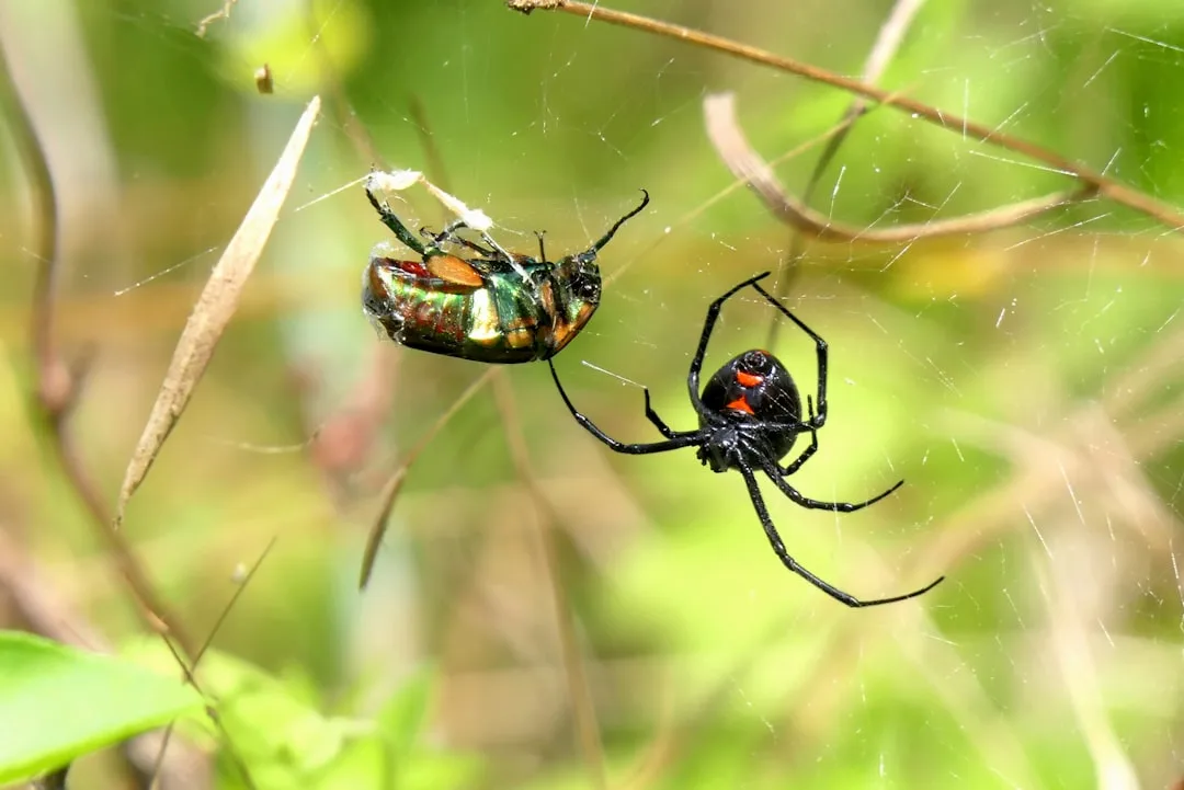 All About the Black Widow Spider
