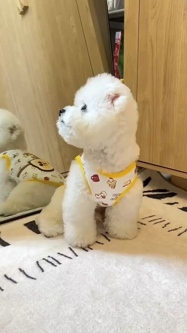 Can Dogs Recognize Themselves in Mirrors? What Science Says