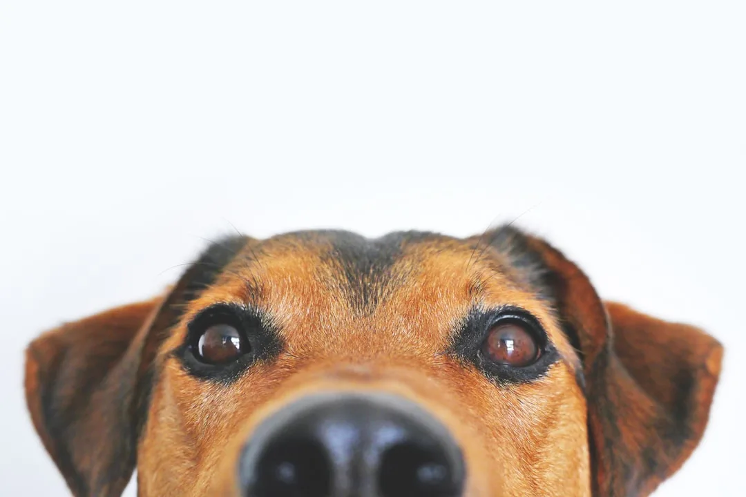 How Dogs See the World: Color Vision and Acuity Explained