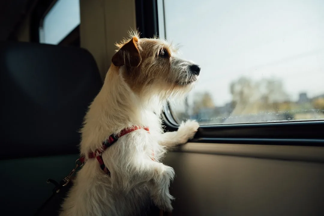 How to House Train a Dog: A Complete Step-by-Step Guide