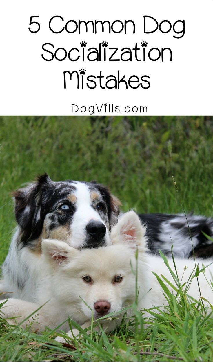 Socializing Dogs: Critical Period and Lifelong Tips