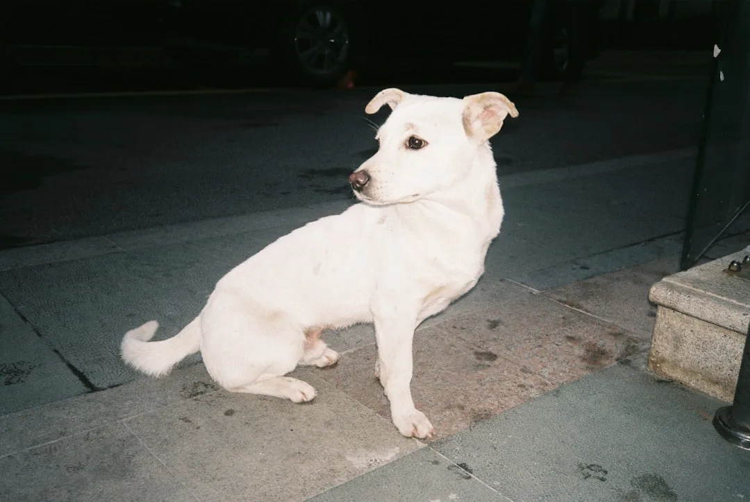 Stopping Dog Barking: Understanding Causes and Solutions