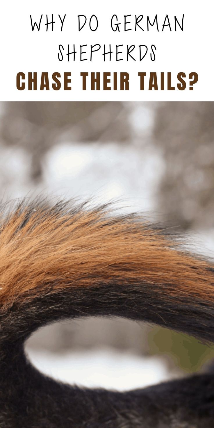 Dog Tail Chasing: Why It Happens and When to Worry