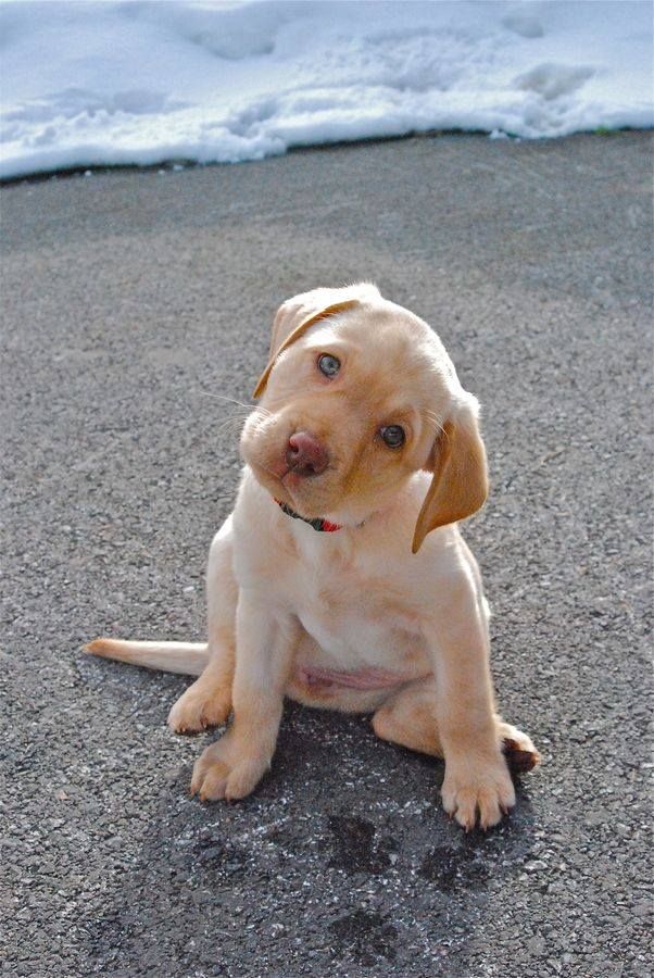 Dog Head Tilting: Understanding the Behavior's Science
