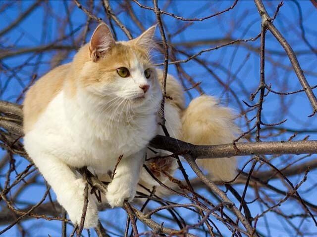 Turkish Van Cat Overview