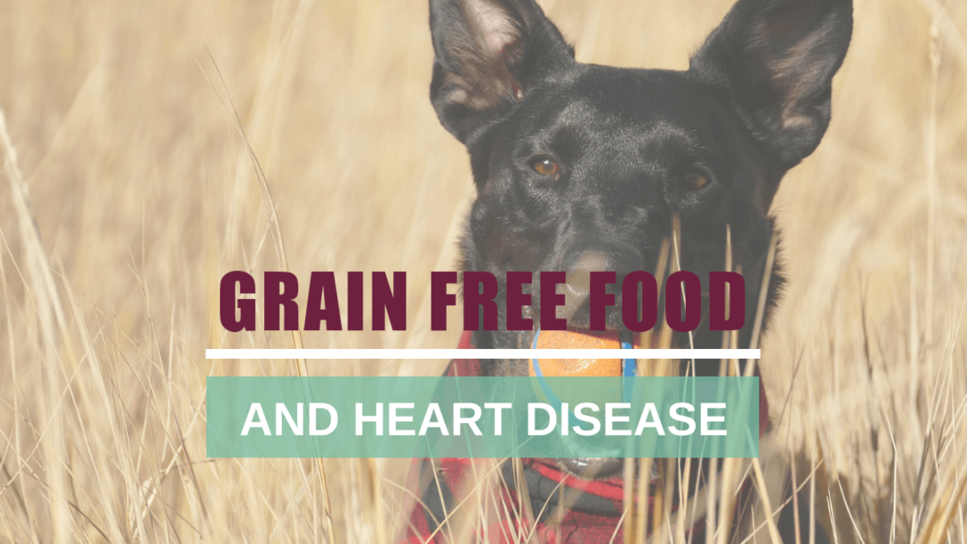 Grain-Free Dog Food Explained