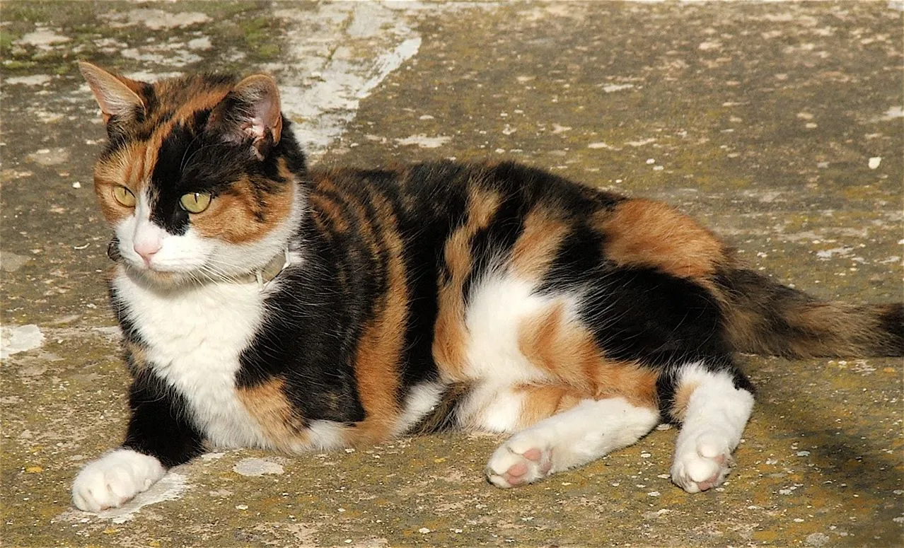 Complete Guide to Cat Foods: Safe and Unsafe Options