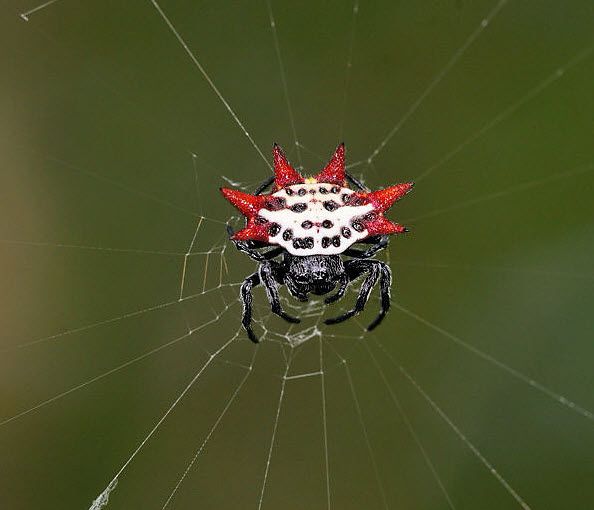 Star Spider (Gasteracantha): The Spiny Orb-Weaver Explained