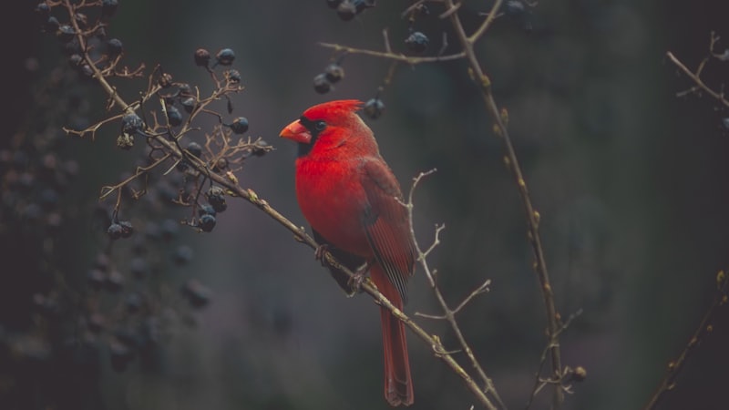 Hummingbirds: Nature's Tiny Flying Machines -- Speed, Metabolism, and Aerial Mastery