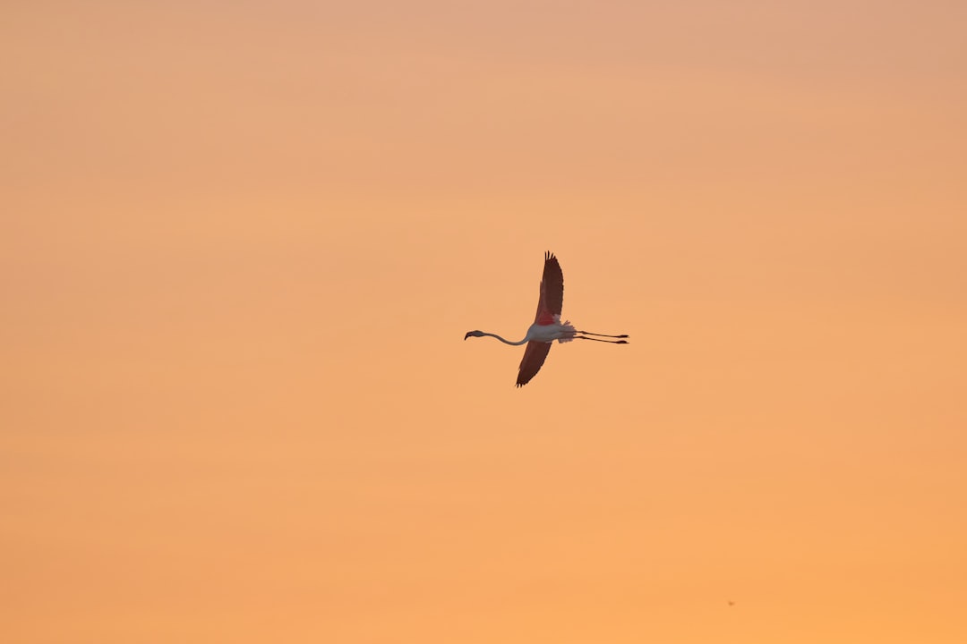 The Longest Animal Migrations on Earth
