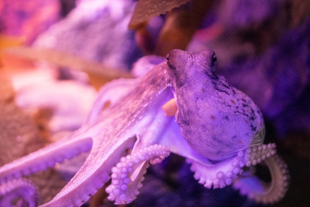 Octopus Intelligence: Problem Solving and Escape Artists