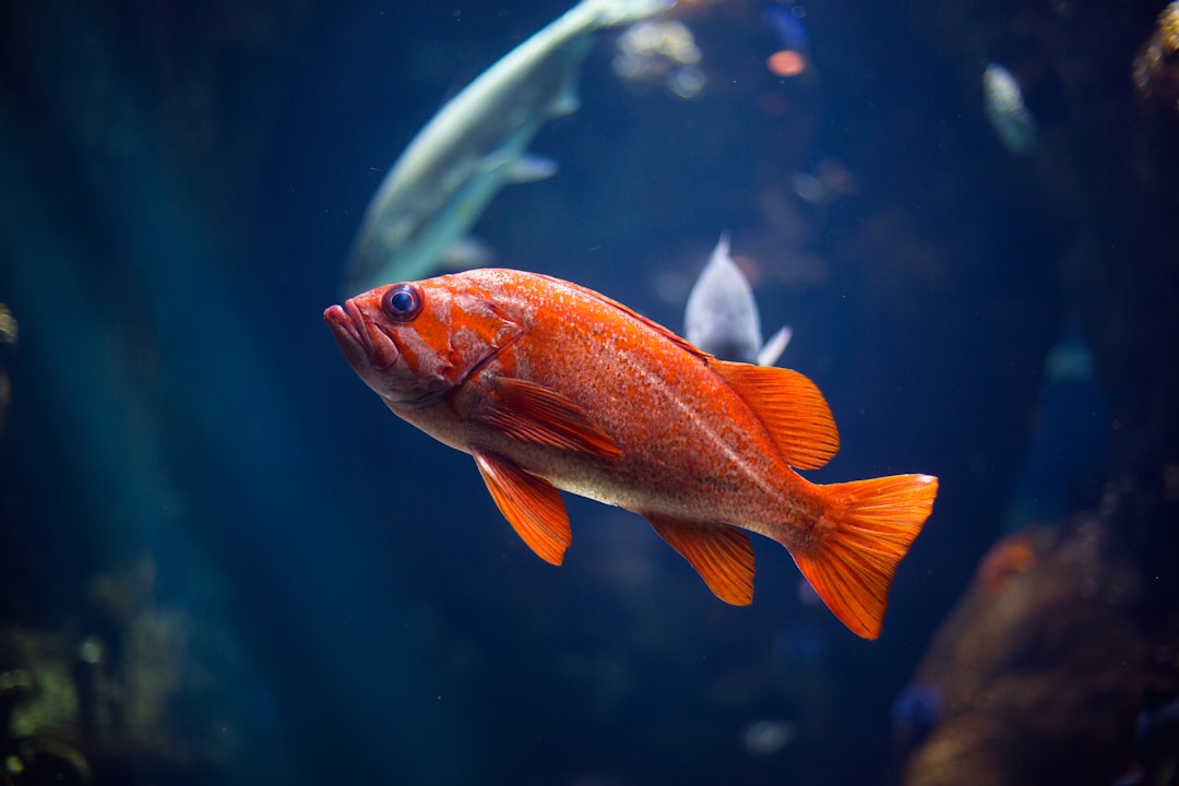 Red-Lipped Batfish: The Galapagos' Most Unusual Fish