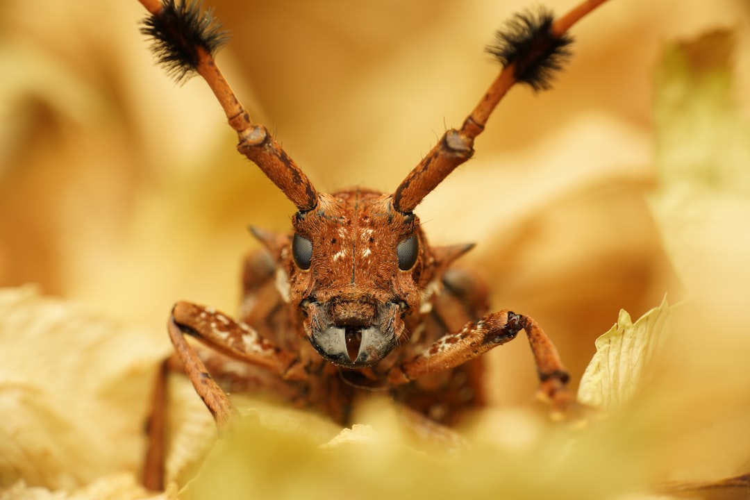 Giraffe Weevil: Madagascar’s Long-Necked Beetle Explained