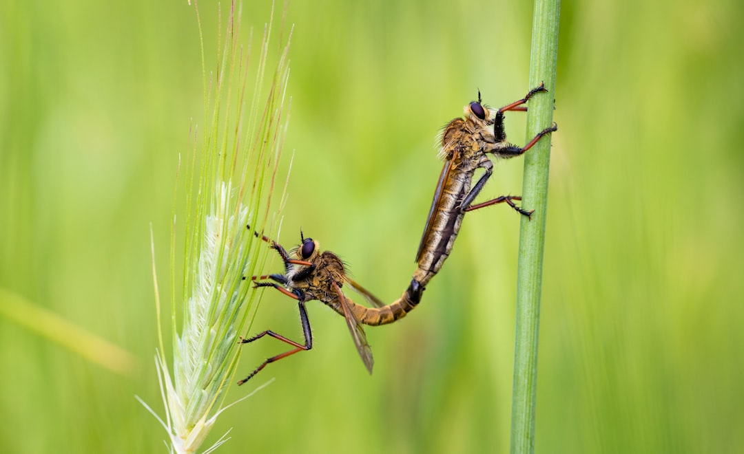 Common Scorpionfly: Adaptations and Ecological Role