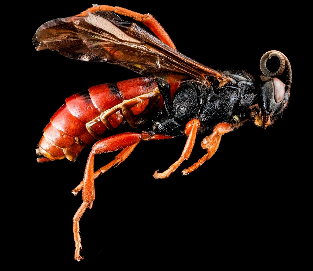 Jewel Wasp: The Parasite That Turns Cockroaches Into Zombies