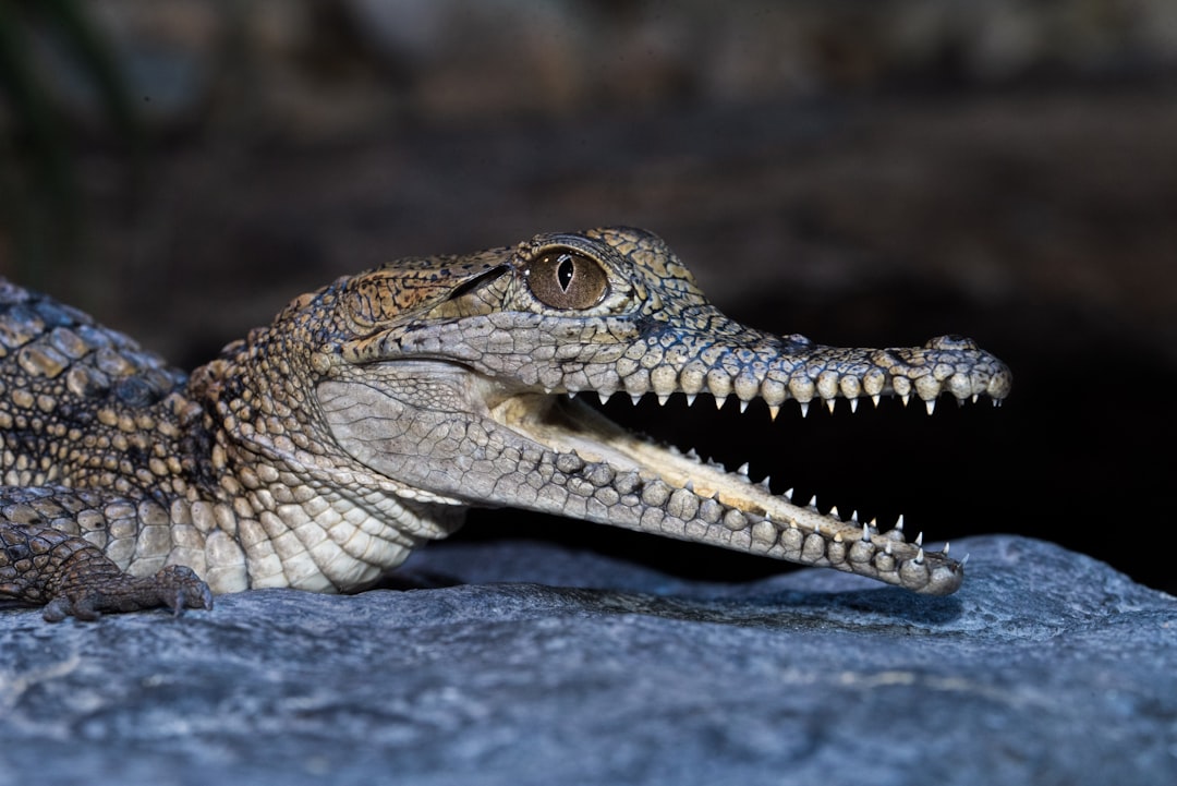 Saltwater Crocodile: The Largest Reptile Alive Today